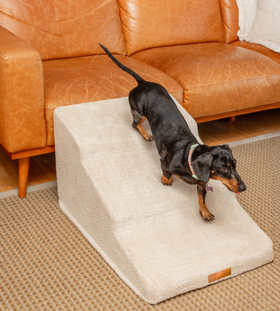 Dachshund using FlowSteps™ hybrid dog stairs beside leather couch — ideal for small, long-bodied breeds prone to spinal issues — Cooper & Co. Pets Australia